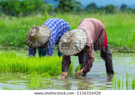 Thailand rice farmers planting season for household consumption and for income of the family for a long time,Farmers grow rice.