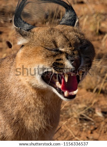 Caracal cat opens his mouth and snarls