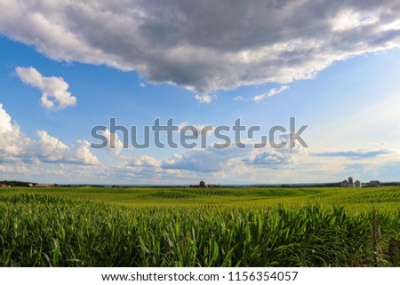 Farmers corn fields in july 