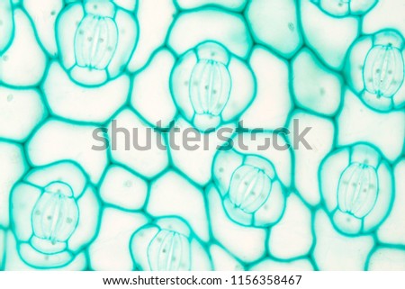 Venus flytrap with stomata under microscope for education