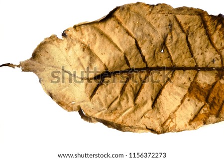Leaves brown.Dry leaf texture.  autumn. concept:Wilt ,nature.Use as background image.
