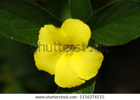A yellowish flower with a perfect green leafs background makes the picture good. 