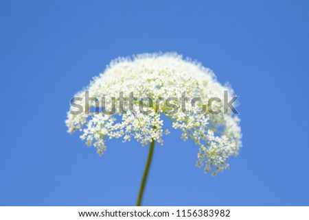 flower of the aegopodium on blue sky background
