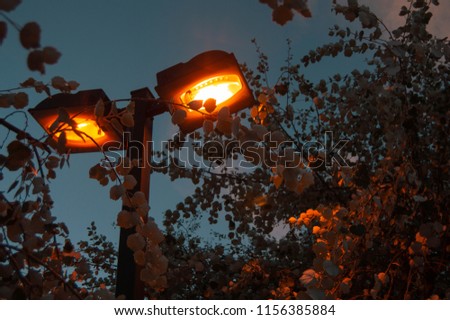 Beautiful lightpole on during a summer blue night behind an orange autumn tree