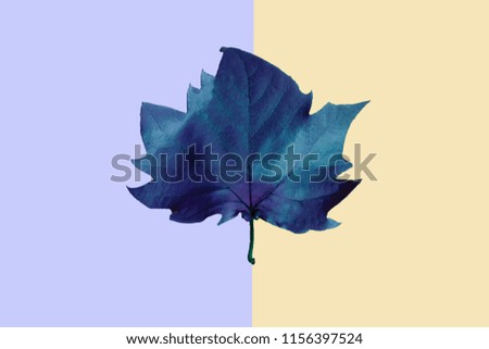 blue maple leaf on a yellow and blue background, close-up. Autumn Arrives. Fall Background. Flat lay