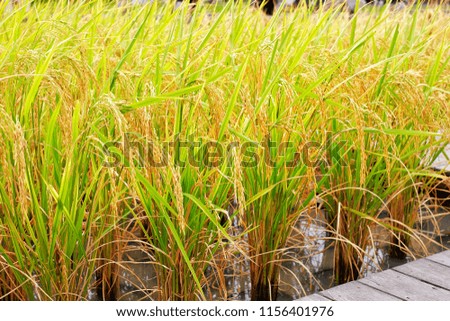 Close up picture of a rice paddy field in the morning in Thailand