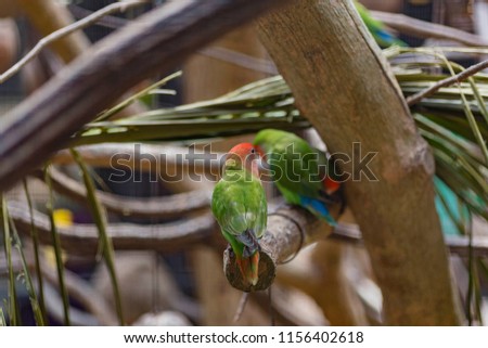 A Love bird at the branch inside the cage at Taman rama-rama, melaka