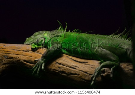 green exotic lizard