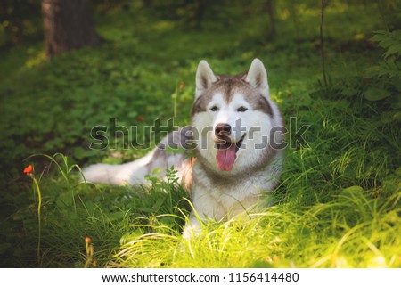 Portrait of gorgeous beige and white siberian husky dog with brown eyes and tonque hanging out lying in the green grass in summer at sunset