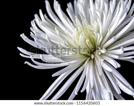 Macro of a white Spider Mum against a black background