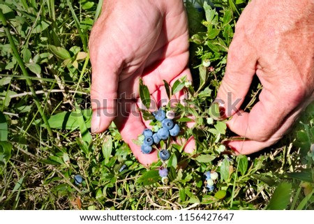 Fresh Organic Blueberries on the bush. two ripe berries among white unripe berries, with pair of hands Royalty-Free Stock Photo #1156427647