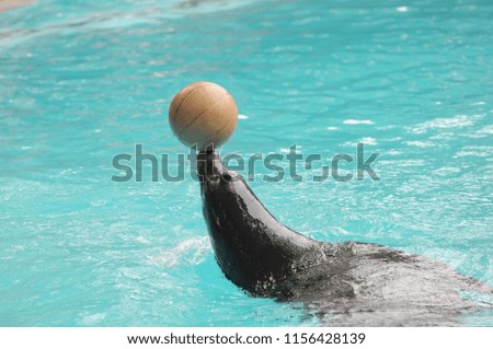 Addomesticated Sea Lion on Park in Canary Islands