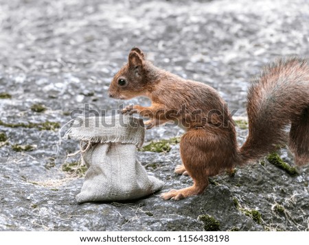 curious young squirrel stealing nuts from cloth bag, closeup view