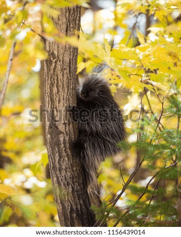 Porcupine in its environment.