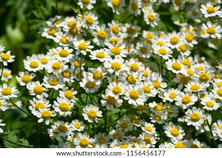 Chamomile. Extract of Italian chamomile Matricaria recutita is considered strong tea. It was used in phytotherapy as antimicrobial and anti-inflammatory. It is also used in ointments and lotions infec Royalty-Free Stock Photo #1156456177