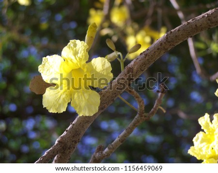 Silver trumpet tree (Tabebuia argentea), Paraguayan silver trumpet tree, Flowers of summer, It is native to Central America and the West Indies. Flowering is bright yellow. Easy care, Grow fast.