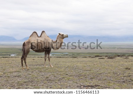 a two-humped camel against the background of the Altai steppe. Summer, sunset, cloudy sky and village in the background