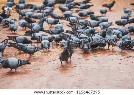 Pigeons eating corns at the Temple in Kathmandu, Nepal. Pigeon, birds.