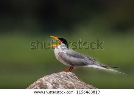 This picture of River Tern bird is taken at Mysore in India.