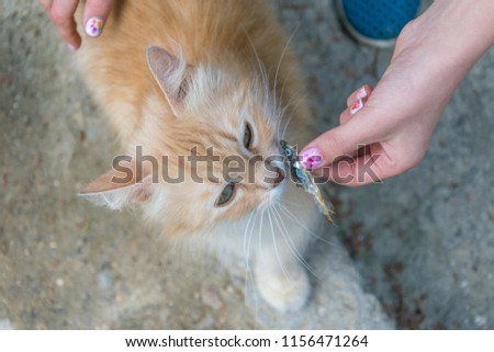 Teen girl feeding Street cats.