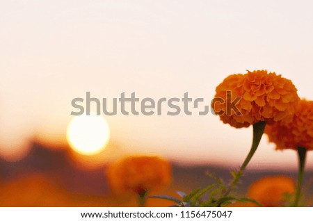 Marigold flowers sunset background