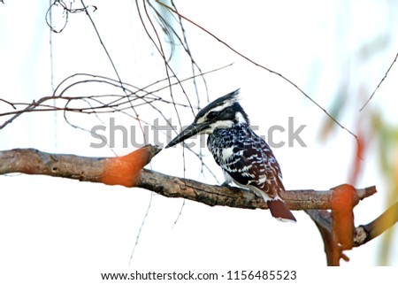Pied kingfisher on branch in nature