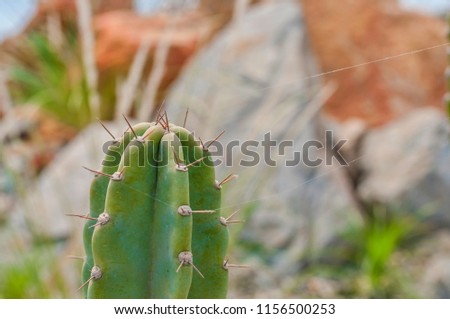 Closeup of trichocereus cactus succulent in desert. Detail of cactus with blurry background.