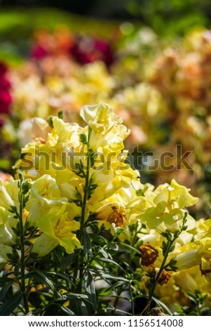 Flower flowering against a background of flowers.  A beautiful flowers bokeh. Pattern design vivid fresh bright sweet colorful of flower garden beautiful nature background.