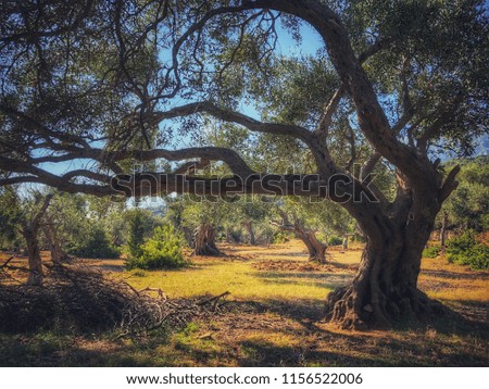 olive trees in Albania