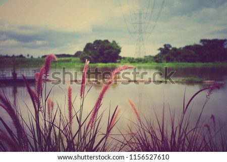 Abstract vintage retro picture of flower grass and weed in the meadow with river and blurred high voltage tower in background