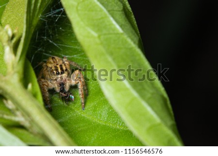 jumping spider eating small insect inside its nest
