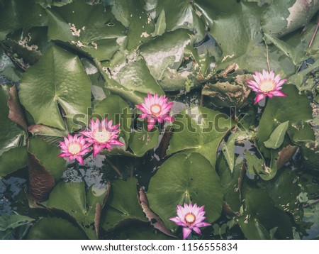 Pink lotus flowers or pink water lily and green leaves in the pond with reflection sky, close-up nature for background or wall paper.