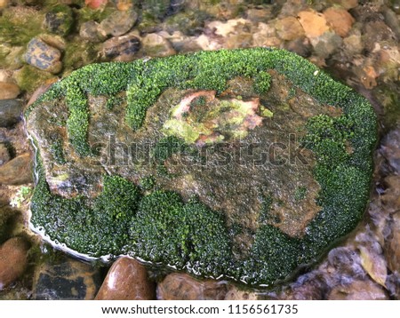 Moss-covered stone. Beautiful moss and covered stone. Bright green moss Background textured in nature.