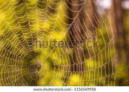 spider net on the background of the autumn forest close-up