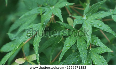 Green leaf after rain