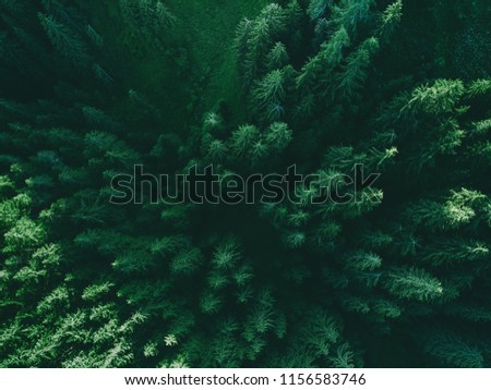 Aerial top view pine forest. Texture of coniferous forest view from above. Path through the green forest and countryside. Green background nature in Dolomites, Italy, Europe. Picture taken using drone