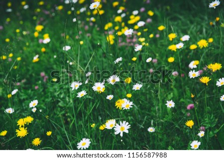 Alpine meadow with spring or summer flowers. Nature in Dolomites, Italy, Europe. White chamomile, purple clover, yellow coltsfoot - blooming wild flowers on field in mountain