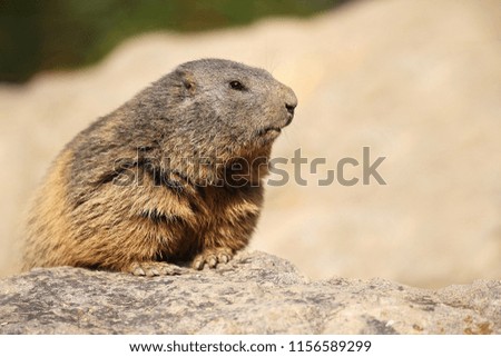 Beautiful marmot on the rocky area in the great mountain, Marmota marmota.