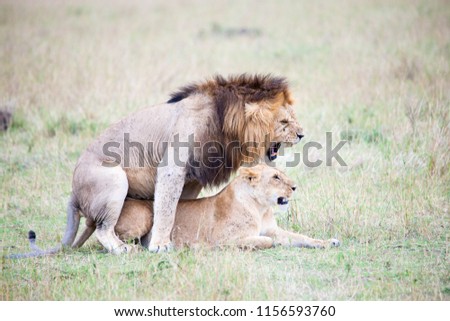 A lion, lioness and cubs in their pride land