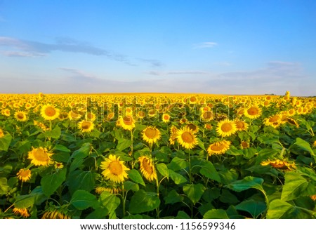 Sunflowers, sunset and nature