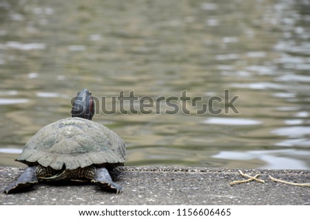 
The japanese turtle is sunbathing and swimming next to the lake in the park.