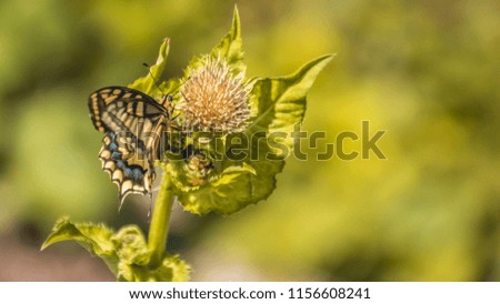 Macro of swallowtail butterfly on flower