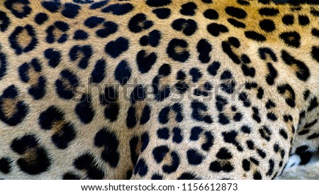 Beautiful Leopard skin texture background natural pattern, with Copy Space for Text.
