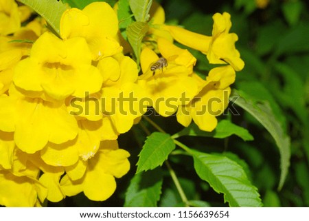 A picture of a beautiful yellow-orange flower with a bee flying in the bright new morning.