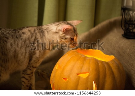 Halloween preparation. Cat and pumpkin. Jack-o-lantern. Curious ocicat tryig to smell the burning lantern. Hallowween is coming. 