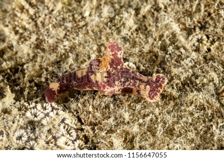 Ceratosoma gracillimum is a species of sea slug or dorid nudibranch, a marine gastropod mollusk in the family Chromodorididae