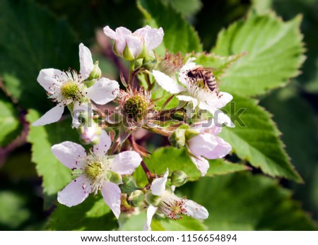 berry radial inflorescence with green fruit in the middle and a busy bee