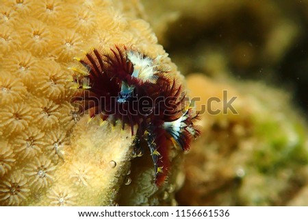Christmas tree worms (Spirobranchus giganteus), in a variety of colors. Egypt,Sharm El Sheikh.