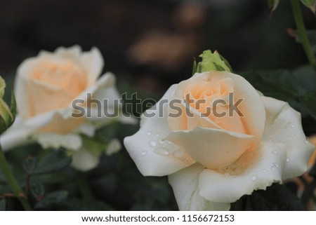 Buds of flowers of roses of white and cream color against the background of natural growth in the park.