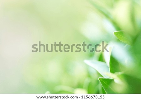 The background image is blurry green leaves feeling refreshed. And have a good environment. Make a background with copy space using as natural green plants , ecology concept